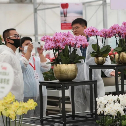 嵩明花卉基地。 云南日报记者 黄兴能 摄